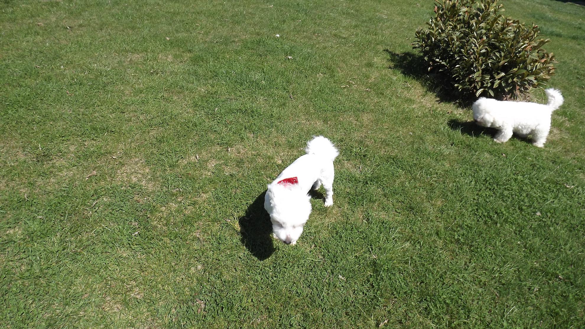 laguna verde 2013 - dscf1334.JPG